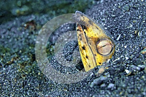 Black-finned Snake Eel, Lembeh, North Sulawesi, Indonesia