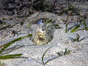 Black-finned Snake Eel Ophichthus melanochir