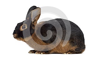 Black fire Rabbit isolated on white