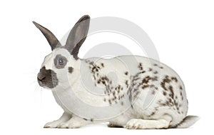 Black fire rabbit isolated on white