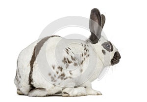 Black fire rabbit isolated on white