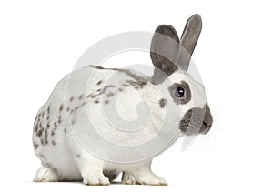 Black fire rabbit stand up and isolated on white