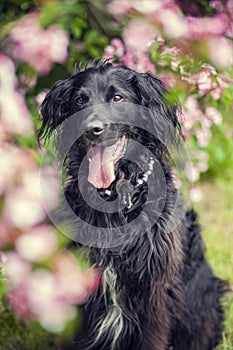 Black flat coated retriever sitting in nature