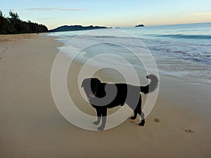 Black Flat Haired Retriever stands on Waimanalo Beach at Dusk photo