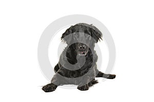 Black flatcoat retriever dog lying down looking at camera
