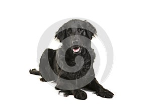 Black flatcoat retriever dog lying down looking at camera