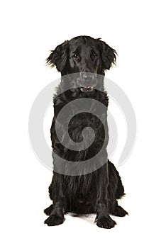 Black flatcoat retriever dog sitting isolated on a white background
