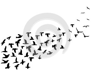 Black flock birds flying background