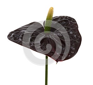 Black flower