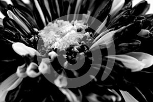 Black flower macro shot background