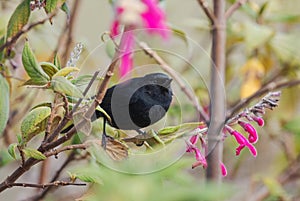 Black Flower-piercer - Diglossa humeralis