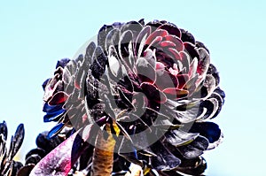 A black flower with a red center is in the middle of a blue sky