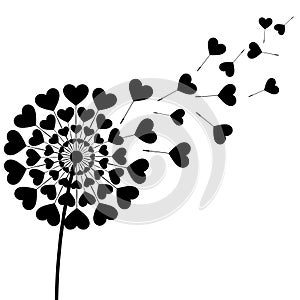 Black fluff dandelion heart shaped on white background