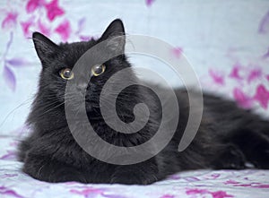 Black fluffy cat