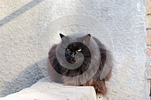 A black fluffy cat is basking in the sun. Street abandoned cat. Abandoned pet.