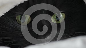 Black fluffy cat with green eyes lies wrapped in a blanket. She looks around and the pupils dilate and narrow. Halloween