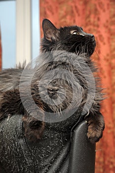 Black fluffy cat lies on a chair