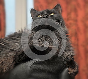 Black fluffy cat lies on a chair