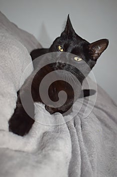 Black fluffy Cat Photo Shoot