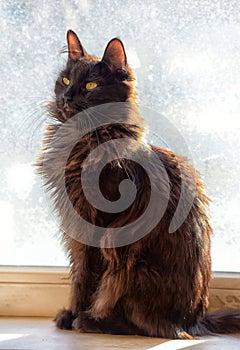Black fluffy cat on the window