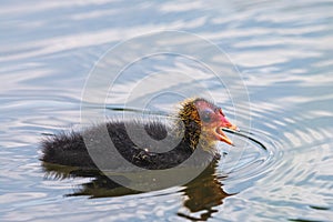 Black fluffy common coot chicken swims on the water