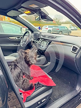 Black fluffy dog sitting on a red blanket in a car with an open door photo