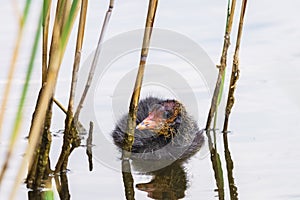 Black fluffy eurasian coot chicken swims among reeds