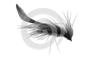 Black fluffy feather photo