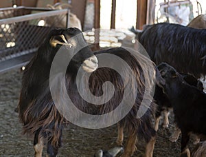 Black fluffy goat with white ears