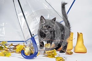 Black fluffy kitten with autumn leaves and yellow rubber boots under a transparent umbrella with a blue handle