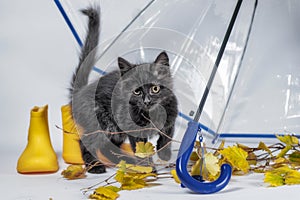 black fluffy kitten with autumn leaves and yellow rubber boots under a transparent umbrella with a blue handle