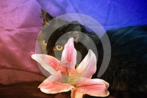 Black fluffy kitten with lilies on a purple