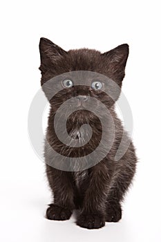 Black fluffy kitten looking at the camera