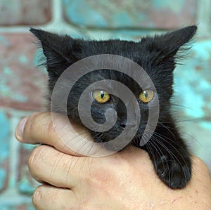 Black fluffy scared-looking kitty in hands