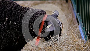 Black fluffy sheep eating hay at agricultural animal exhibition - close up