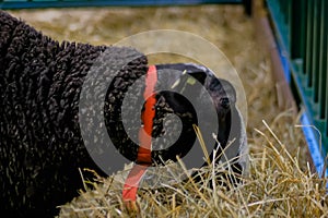 Black fluffy sheep eating hay at agricultural animal exhibition - close up