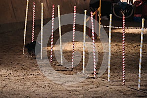 Black fluffy sheltie overcomes slalom with several vertical sticks sticking out of sand. Shetland Shepherd Dog rear view. Agility