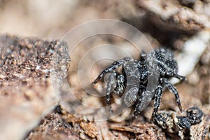 Black fluffy spider steed on bark of tree