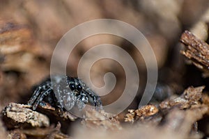 Black fluffy spider steed on bark of tree