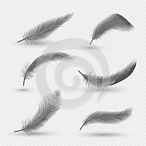 Black fluffy swan feathers, vector isolated illustration