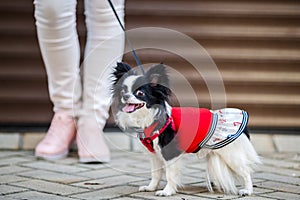 A black fluffy white, longhaired funny dog female sex with larger eyes, Chihuahua breed, dressed in red dress. animal stands at fu