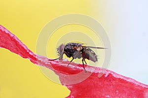 Black fly crawling on a juicy red watermelon