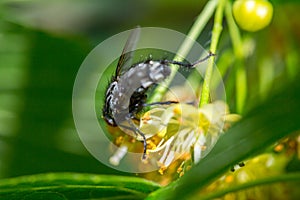 black fly feeds on a nectar of flowers of Linden tree