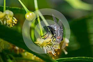 black fly feeds on a nectar of flowers of Linden tree