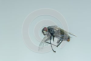 Black fly flying in home