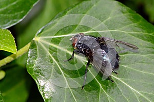 Black fly on foliage