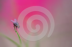 black fly on green blade of grass minimalism