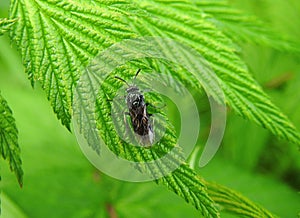 Black fly on green leaf, Lithuania
