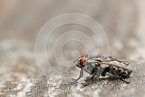 Black fly with orange eyes sitting on wooden surface