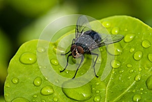 Black Fly over a Green Leaf with Water Drops